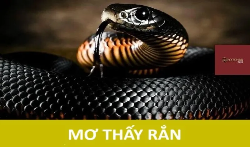 mơ thấy rắn